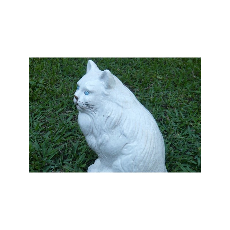 Gattino bianco