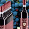 (Box 8 + 1) FATTOI Rosso di Montalcino DOC