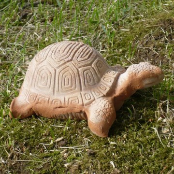 Tartaruga terracotta