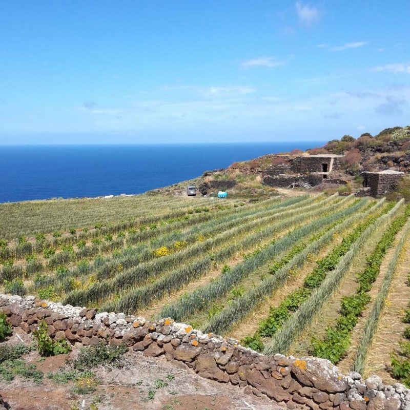 Moscato di Pantelleria DOC 2019 SOLIDEA