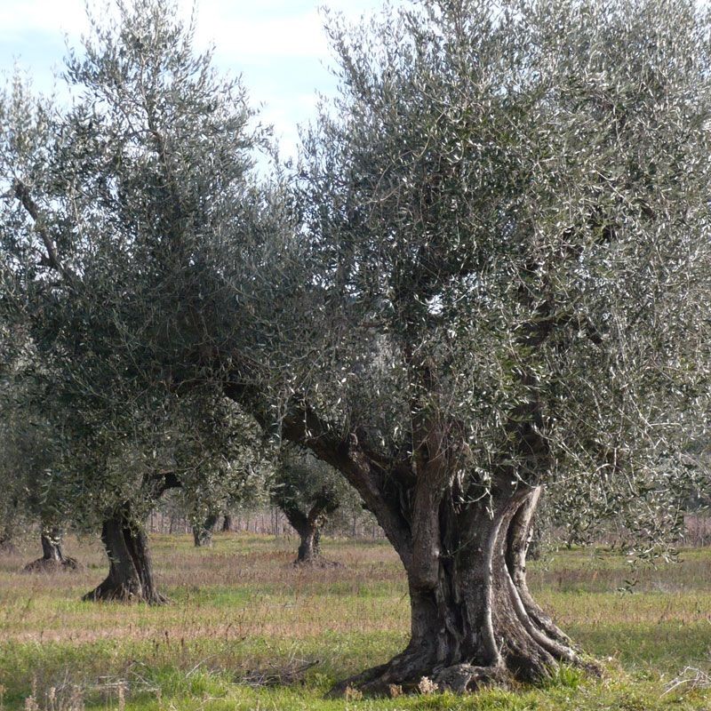 "Bolgheri Monocultivar Frantoio" extravirgin olive oil