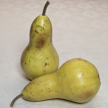 "Big" Abate Pear