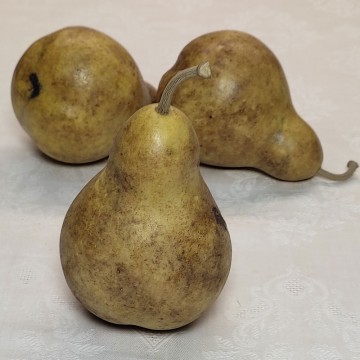 Ancient Pear