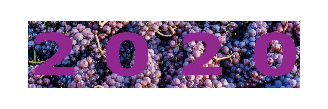 2020 vintage: ideal climate in spring and summer, wines labelled 2020 will be remembered, not only for the year of Covid