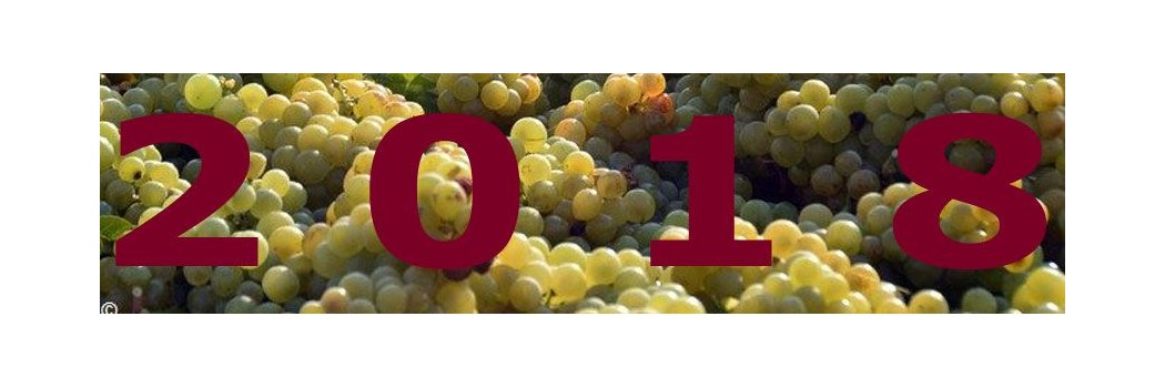 2018 vintage: the quantity of grapes from the Tuscan Vineyard was 20% higher than in 2017