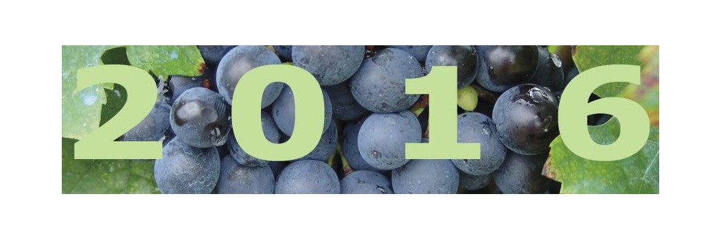 2016 vintage: will be remembered for the high quality of its grapes, which look healthy and perfect