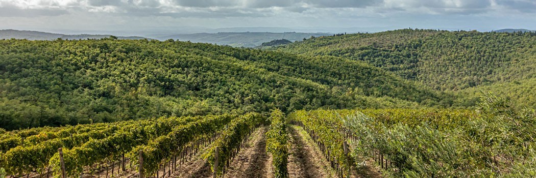 Bertinga - Gaiole in Chianti (Siena)