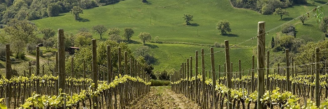 Gianni Brunelli Le Chiuse di Sotto - Montalcino (Siena)