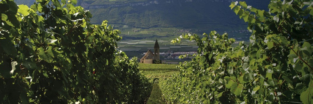 Franz Haas - Montagna (Bolzano)