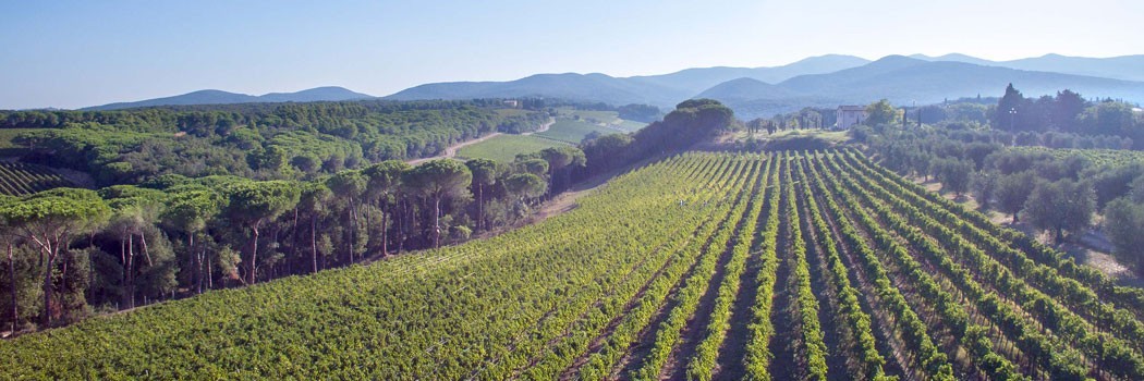 Campo di Sasso - Bibbona (Livorno)