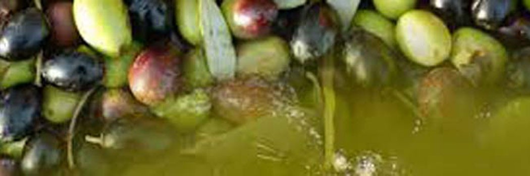 extra virgin olive oil, tuscan extra virgin olive oil, extra virgin olive oil of Tuscany, extra virgin olive oil monocultivar